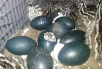 The Daihatsu Mira Turned Mobile Emu Egg Incubator: A Unique Solution for Emu Farmers