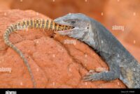 The Territory Van Turned into an Outback Lizard Sanctuary