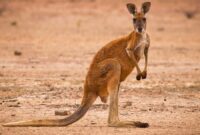 Kangaroo-Proofing a Rodeo with Recycled Washing Machine Drums